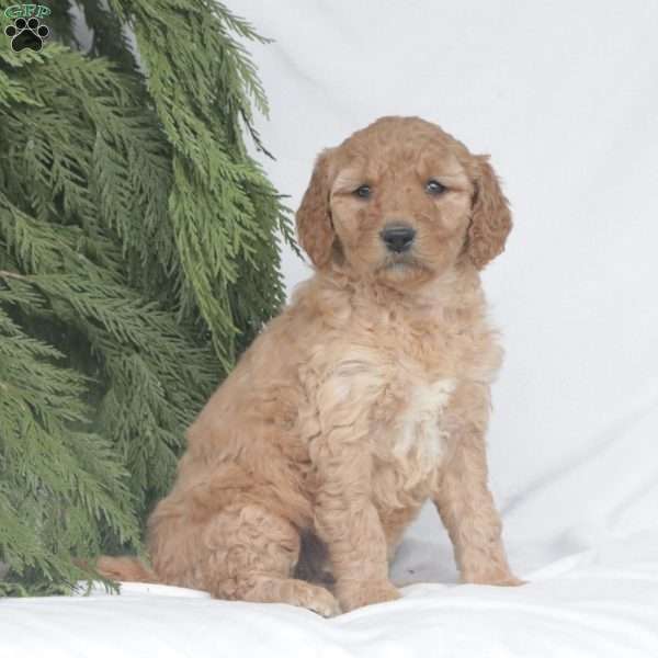 Emily F1B, Goldendoodle Puppy